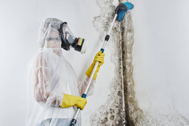 Best Mold Remediation for Rental Properties  in Denton, MD